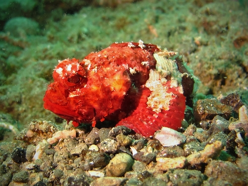 Shortsnout Scorpionfish (Scorpaenopsis obtusa) · iNaturalist