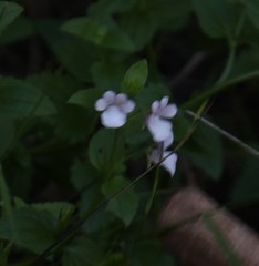 Nemesia macrocarpa