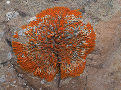Xanthoria resendei