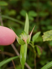 Pterostylis australis