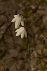 Acis trichophylla