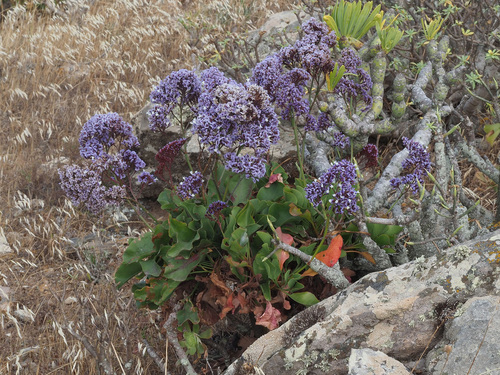 Limonium sventenii image