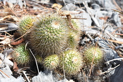 Mammillaria beiselii