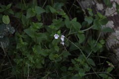Nemesia macrocarpa