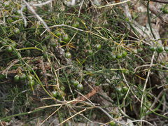 Asparagus umbellatus image