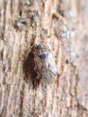 Hyalochilus ovatulus