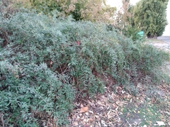 Lycium barbarum