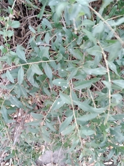 Lycium barbarum