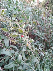 Lycium barbarum
