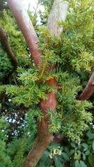 Taxus baccata