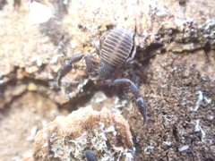 Rhacochelifer maculatus