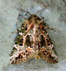 Chytonix elegans