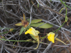 Kickxia pendula