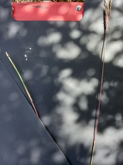 Andropogon appendiculatus