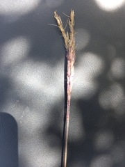 Andropogon appendiculatus