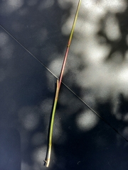 Andropogon appendiculatus