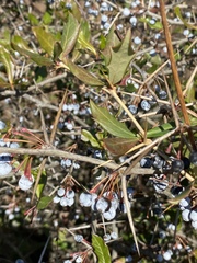 Berberis glaucocarpa