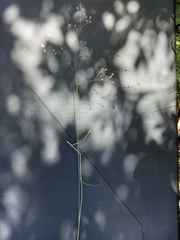 Adenochloa ecklonii