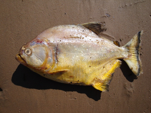 Serrasalmus maculatus