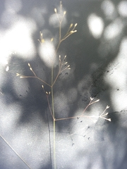 Adenochloa ecklonii