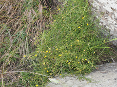 Kickxia pendula