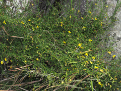 Kickxia pendula