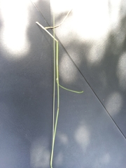 Adenochloa ecklonii