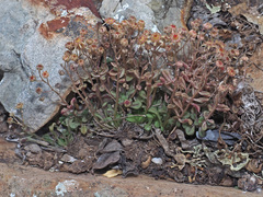 Monanthes brachycaulos image