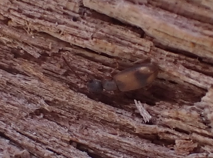 Endomia unifasciata