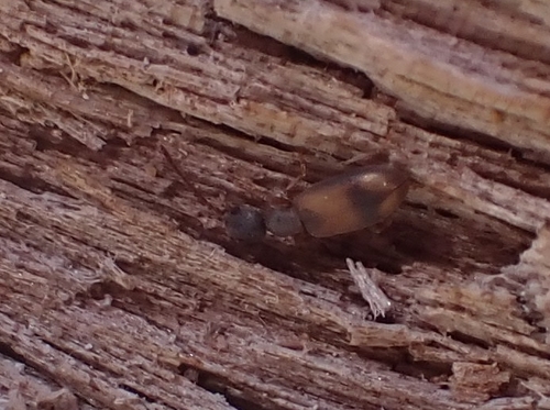 Endomia unifasciata
