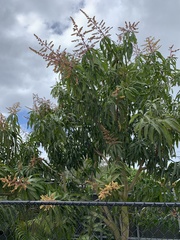 Mangifera indica