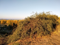Lycium barbarum
