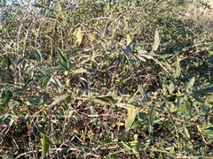 Lycium barbarum