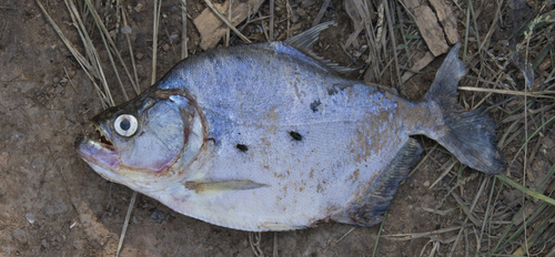 Serrasalmus marginatus