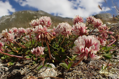Trifolium pallescens