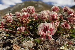 Trifolium pallescens