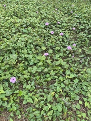 Ipomoea setifera
