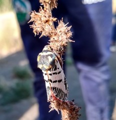 Chlanidophora patagiata