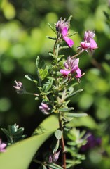 Indigofera filiformis