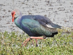 Porphyrio poliocephalus