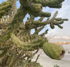 Austrocylindropuntia subulata