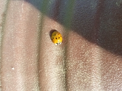 Harmonia axyridis