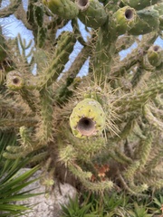 Austrocylindropuntia subulata