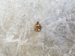 Harmonia axyridis