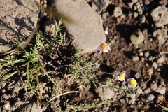 Felicia caespitosa