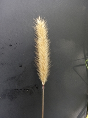 Setaria sphacelata sphacelata