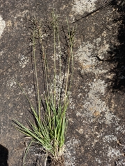 Eragrostis racemosa