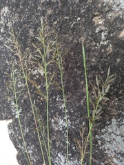 Eragrostis racemosa