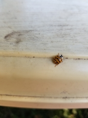 Harmonia axyridis