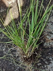 Eragrostis racemosa